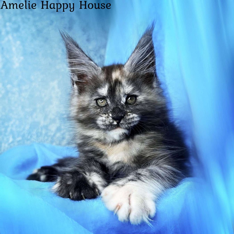 Amelie Happy House - Kitten maine-coon 2 months 1.5 week