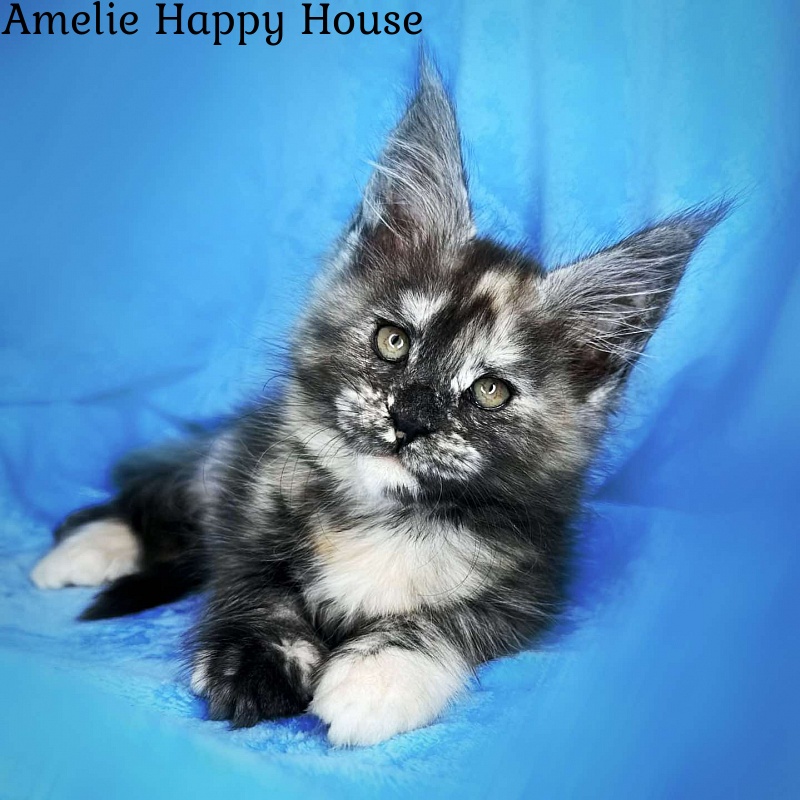 Amelie Happy House - Kitten maine-coon 2 months 1.5 week
