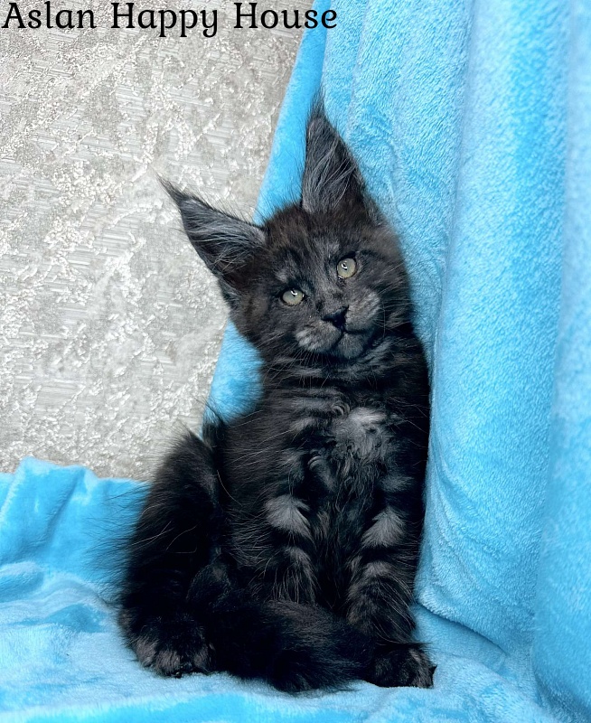 Aslan Happy House - Kitten maine-coon 2 months 1.5 week