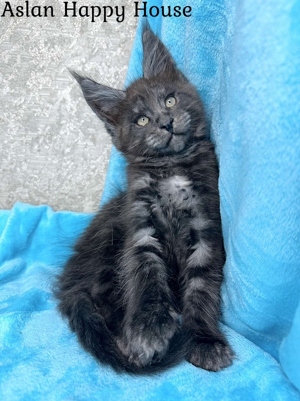 Aslan Happy House - Kitten maine-coon 2 months 1.5 week