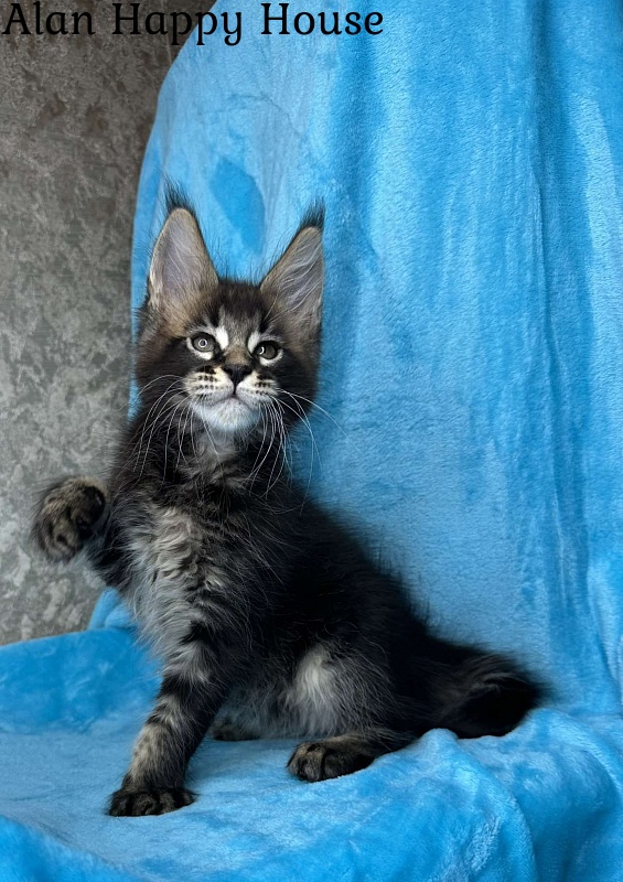 Alan Happy House - Kitten maine-coon 2 months 1.5 week