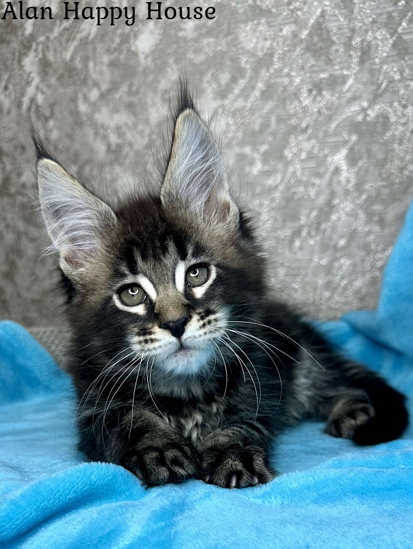 Alan Happy House - Kitten maine-coon 2 months 1.5 week