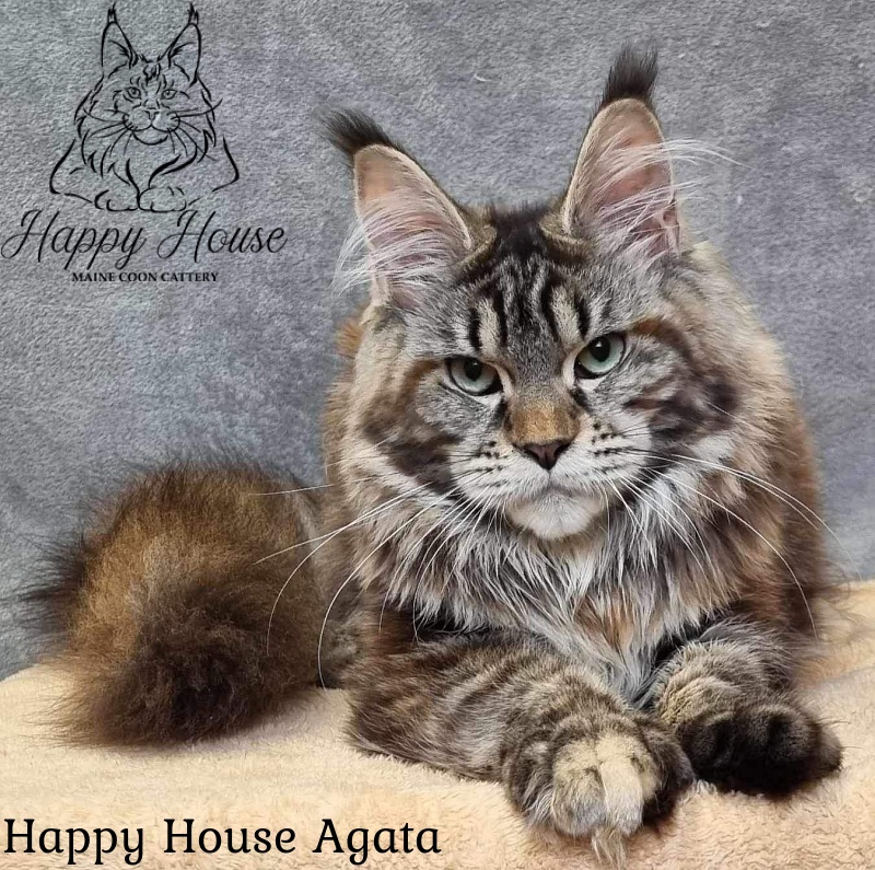 Happy House Agata - maine-coon