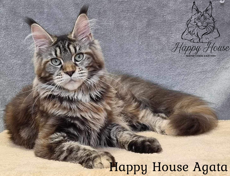 Happy House Agata - maine-coon