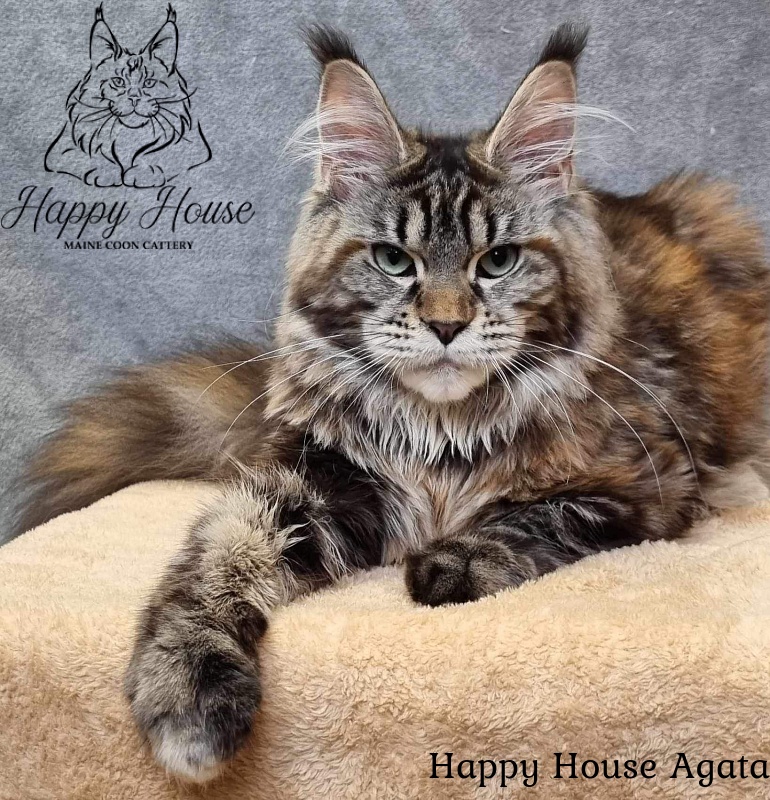 Happy House Agata - maine-coon