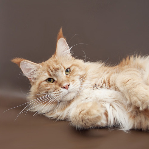 Wakitu of Baydar - maine-coon 07/14/2013