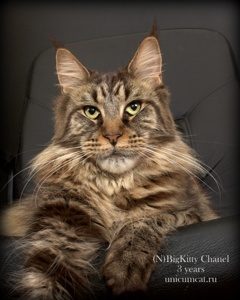 Big Kitty Chanel - maine-coon 10/19/2012