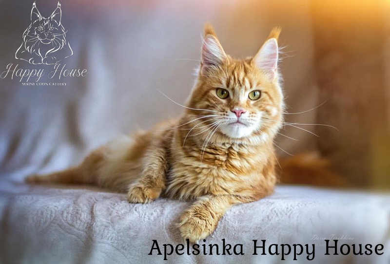 Apelsinka Happy House - мейн-кун