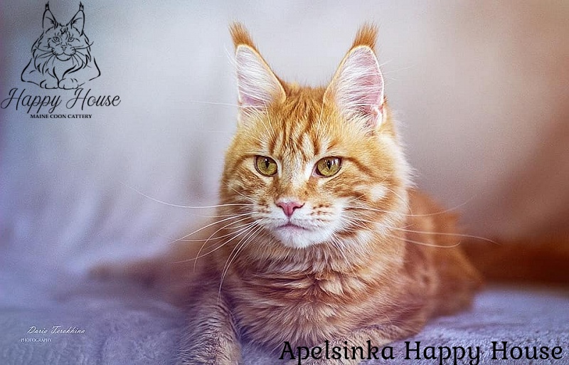 Apelsinka Happy House - мейн-кун