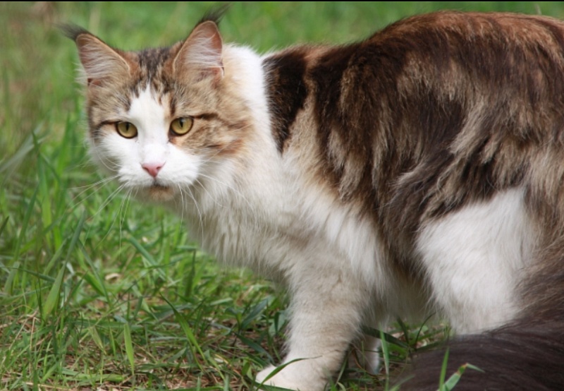 Mainesuspect United Colors - maine-coon